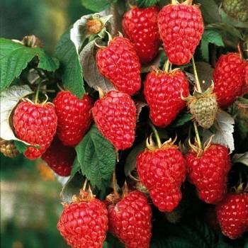 Remontant raspberry varieties for the Moscow region