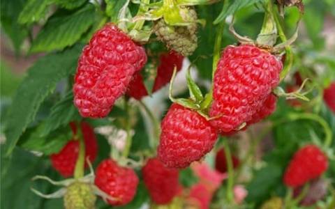 Remontant raspberry varieties for the Moscow region