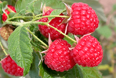 Remontant raspberry varieties for the Moscow region