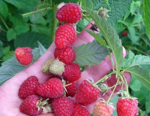 Remontant raspberry varieties for the Moscow region