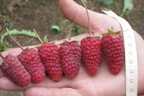 Remontant raspberry varieties for the Moscow region