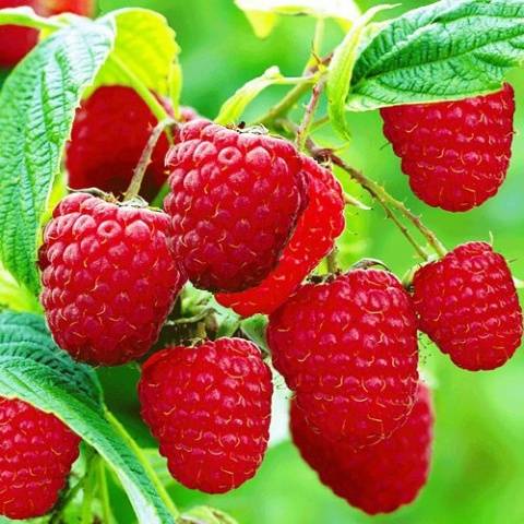 Remontant raspberry varieties for the Moscow region