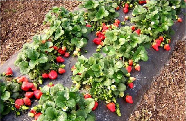 Remontant strawberries - the best varieties with a description