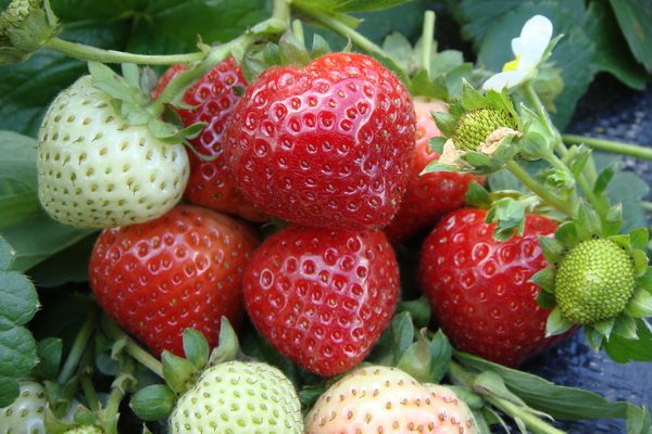 Remontant strawberries - the best varieties with a description