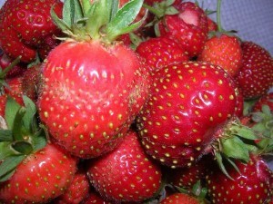 Remontant strawberries - the best varieties with a description