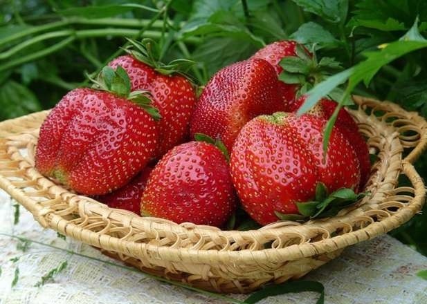 Remontant strawberries - the best varieties with a description