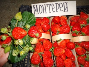 Remontant strawberries - the best varieties with a description