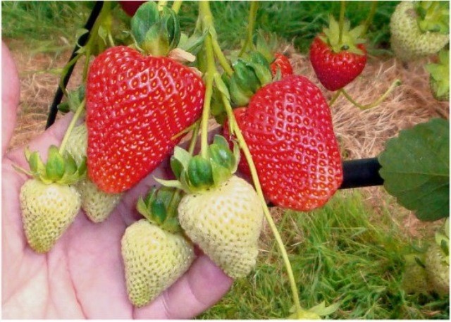 Remontant strawberries - the best varieties with a description