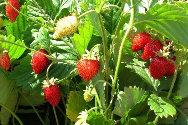 Remontant strawberries - the best varieties with a description