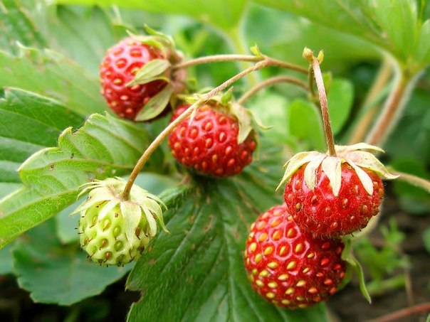 Remontant strawberries - the best varieties with a description