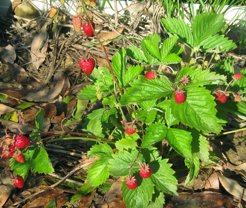 Remontant strawberries - the best varieties with a description