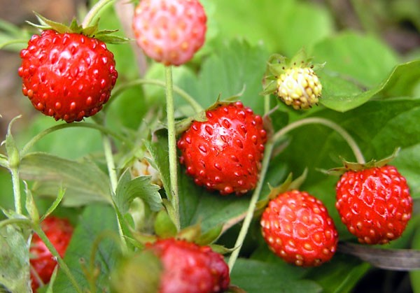 Remontant strawberries - the best varieties with a description