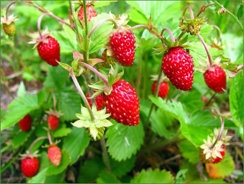 Remontant strawberries - the best varieties with a description