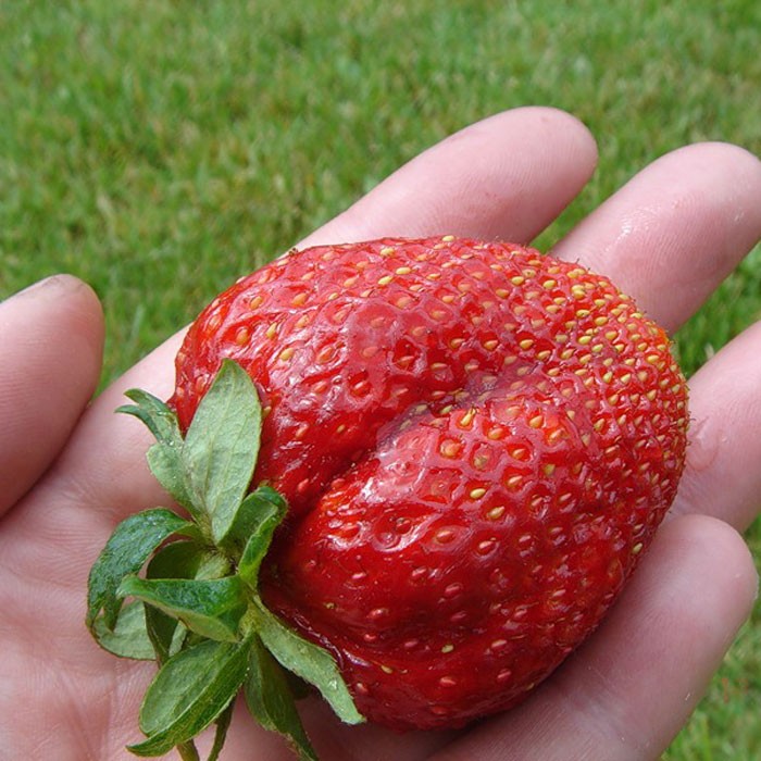 Remontant strawberries - the best varieties with a description