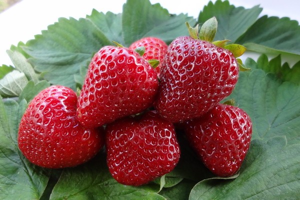 Remontant strawberries - the best varieties with a description