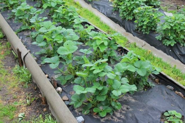 Remontant strawberries: cultivation and care