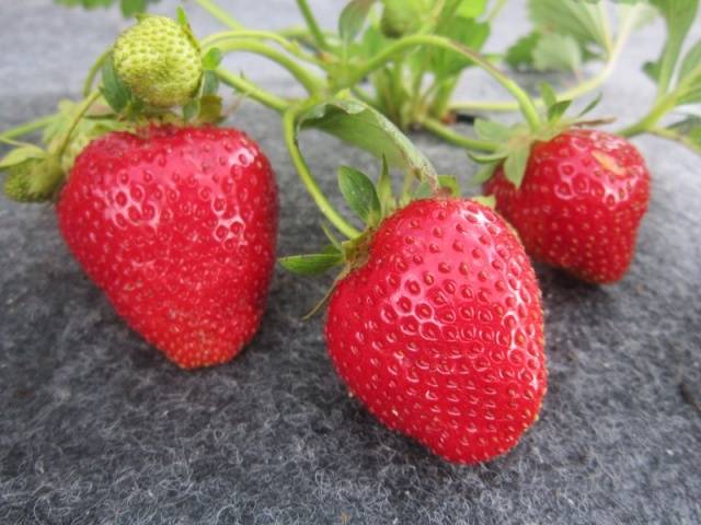 Remontant strawberries: cultivation and care