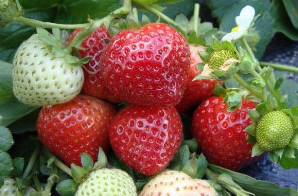 Remontant strawberries &#8211; the best varieties with a description