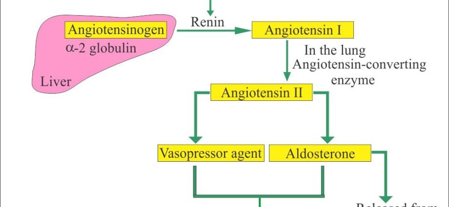 Renin, plasma renin activity (ARO) &#8211; examination and interpretation of results