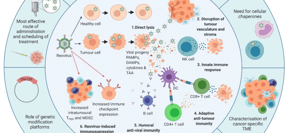 Reoviruses &#8211; epidemiology, symptoms, diagnosis, treatment