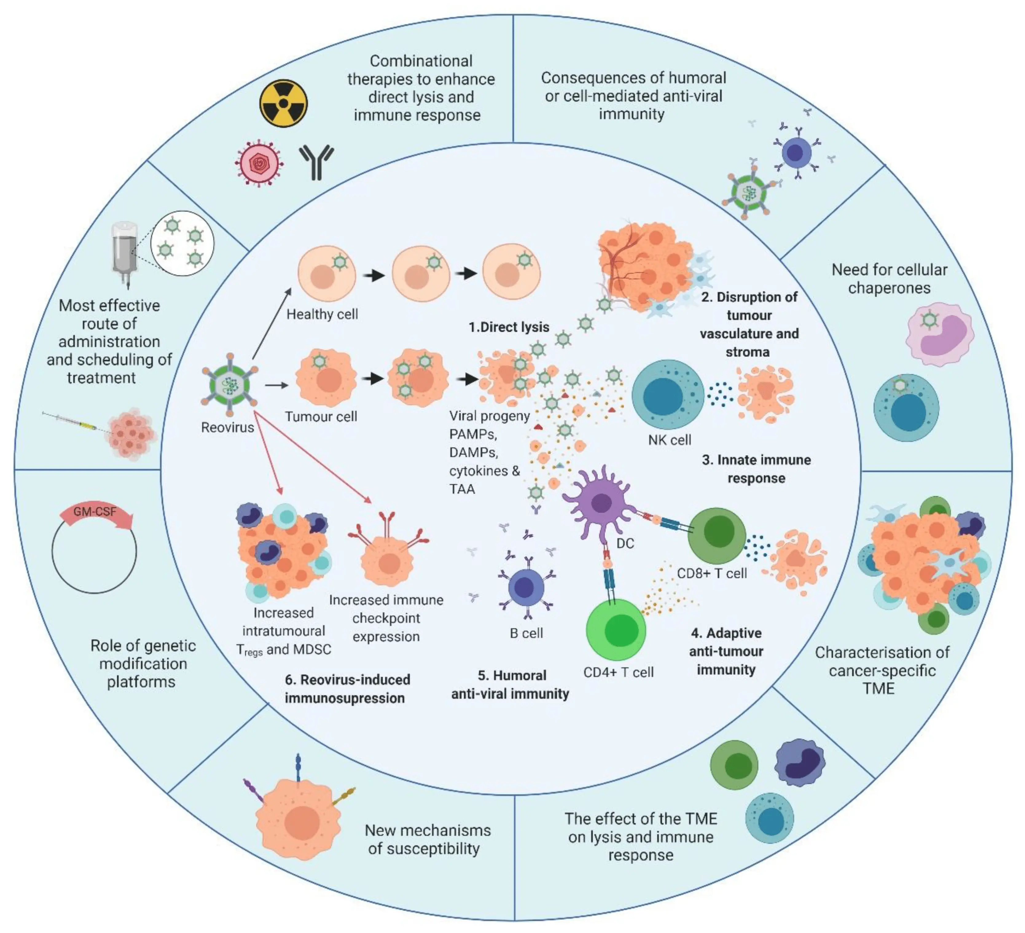 Reoviruses &#8211; epidemiology, symptoms, diagnosis, treatment