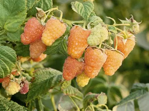 Repair raspberry Golden autumn