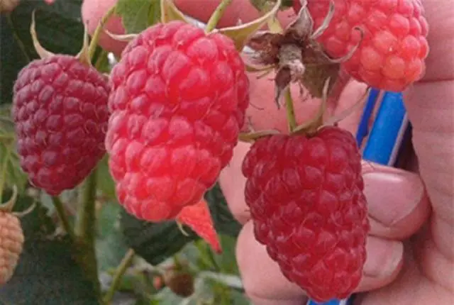 Repair Raspberry Ruby Necklace