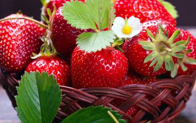 Repair strawberry for the Urals