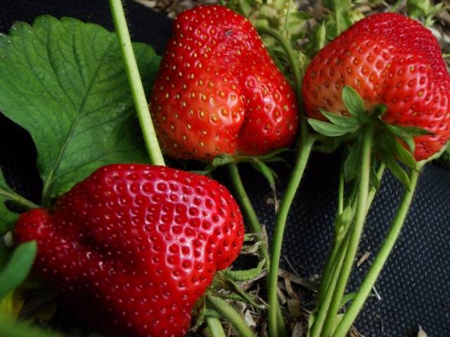 Repair strawberry for the Urals