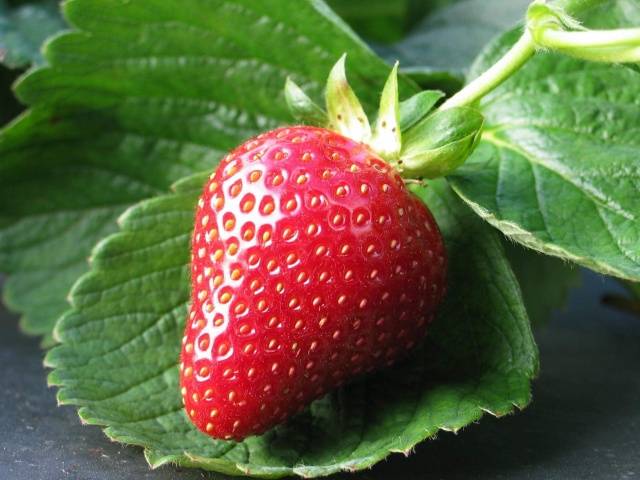 Repair strawberry for the Urals