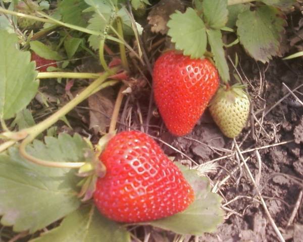 Repair strawberry for the Urals