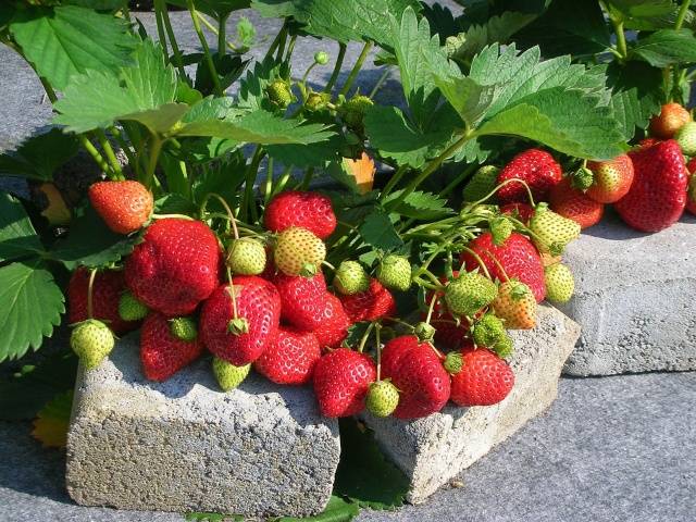 Repair strawberry for the Urals