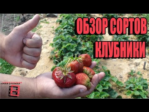 Repair strawberry for the Urals