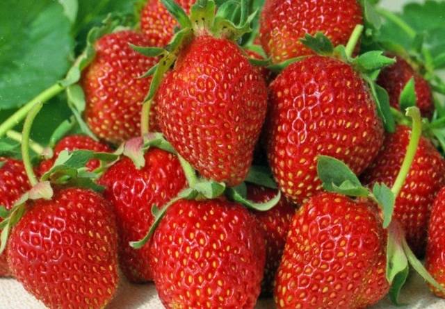 Repair strawberry for the Urals