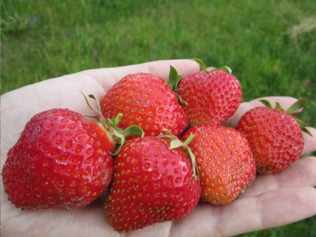 Repair strawberry for the Urals