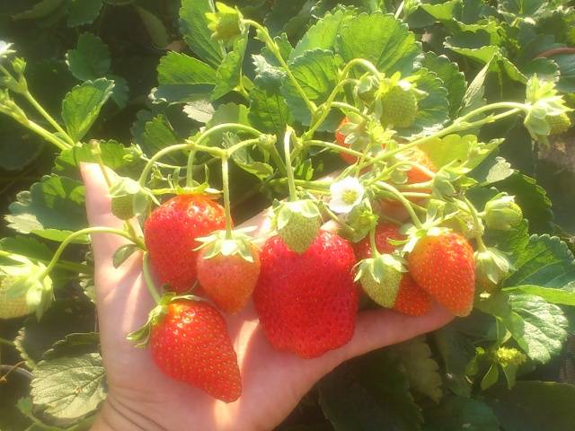 Repair strawberry for the Urals