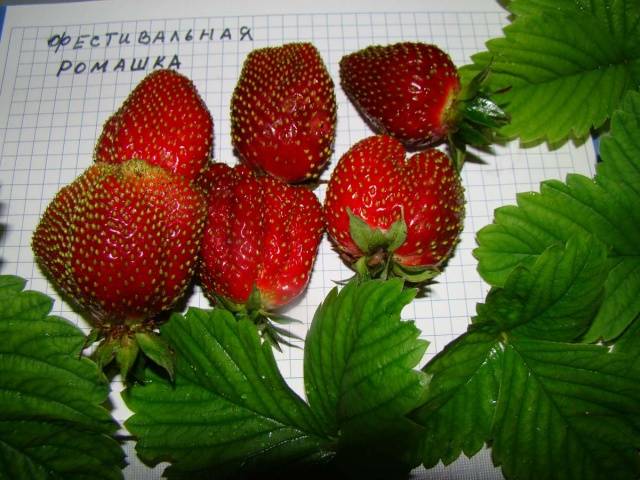 Repair strawberry for the Urals