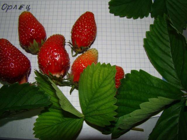 Repair strawberry for the Urals