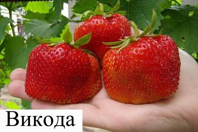 Repair strawberry for the Urals