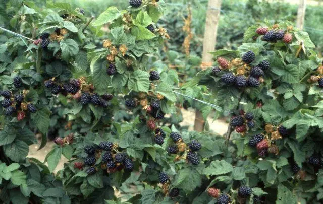 Repairing blackberry varieties: for the Moscow region, central Our Country, thornless