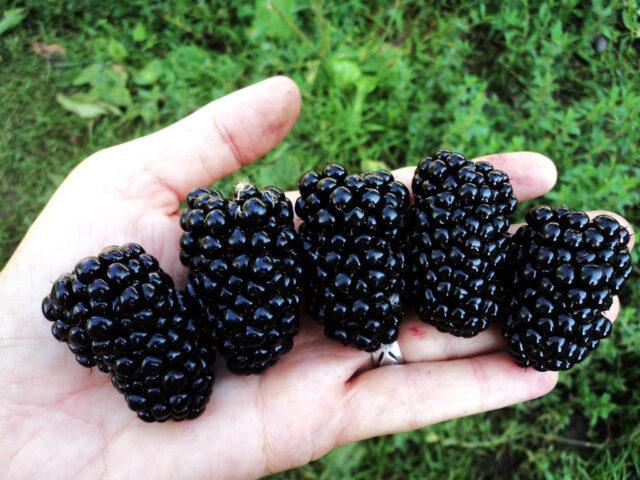 Repairing blackberry varieties: for the Moscow region, central Our Country, thornless