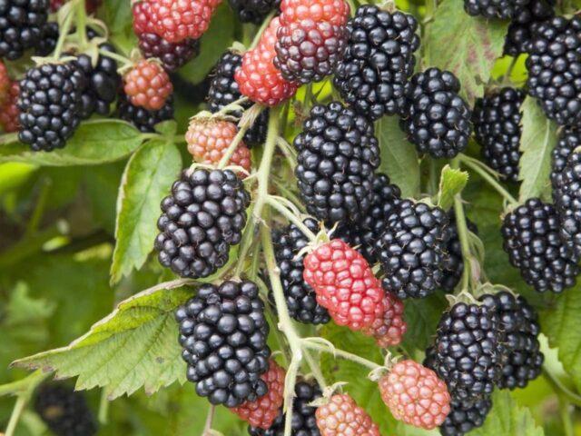 Repairing blackberry varieties: for the Moscow region, central Our Country, thornless