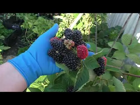 Repairing blackberry varieties: for the Moscow region, central Our Country, thornless