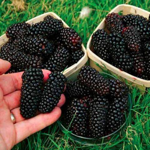 Repairing blackberry varieties: for the Moscow region, central Our Country, thornless