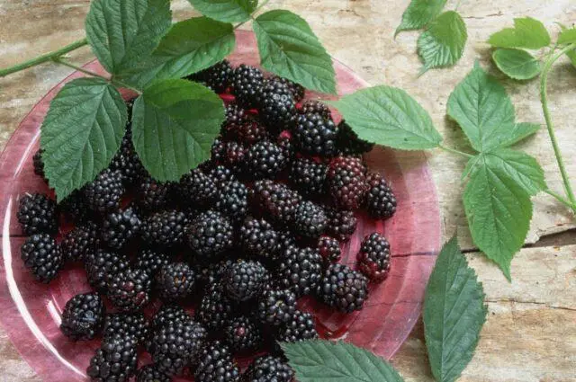 Repairing blackberry varieties: for the Moscow region, central Our Country, thornless