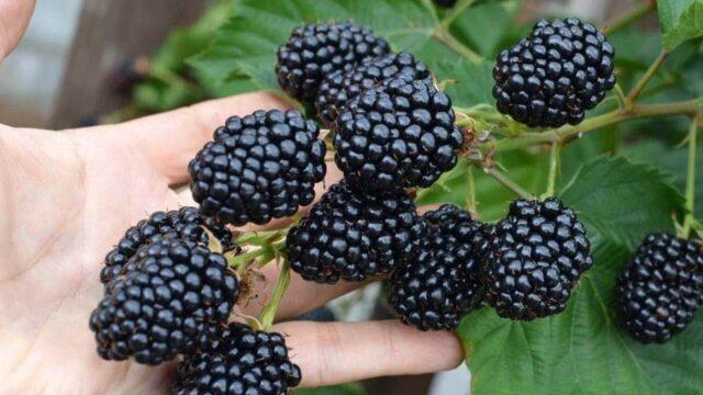 Repairing blackberry varieties: for the Moscow region, central Our Country, thornless