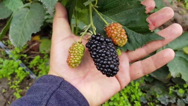 Repairing blackberry varieties: for the Moscow region, central Our Country, thornless