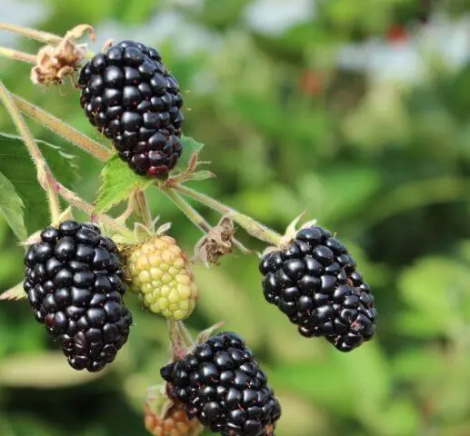 Repairing blackberry varieties: for the Moscow region, central Our Country, thornless