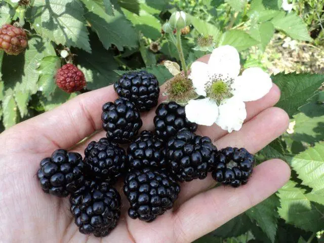 Repairing blackberry varieties: for the Moscow region, central Our Country, thornless