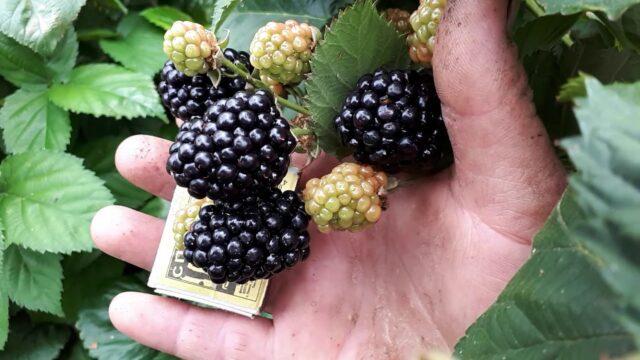 Repairing blackberry varieties: for the Moscow region, central Our Country, thornless